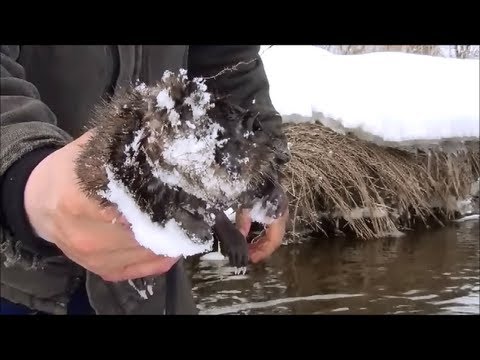 trapping - Some footage from my spring water trapping 2013. Check out AULTimate OUTDOORS WEBSITE! http://www.aultimateoutdoors.com/ Check out AULTimate OUTDOORS Faceboo...