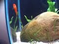 Aqu�rio Don\
