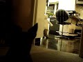 I'll Eat You Up