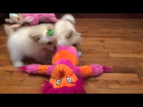 Lilly-pomapoo female playing