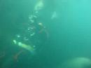 Impresionante. Buceo con lobos. Golfo Azul. (14 Octubre del 2007)