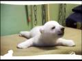 Knut : moi c'est knut