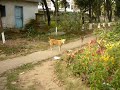 adult female INDog from the past litter (born in the spring 08')