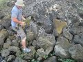 How to catch an iguana LIKE A MAN