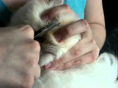 how to trim cat hair