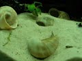 Tanganika - Lamprologus Ornatipinnis Kigoma Tanganika - Lamprologus Ornatipinnis Kigoma