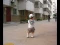 Yue Yue