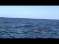 Dolphin Watching Off The Coast of Muscat