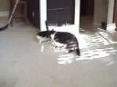 Dangles Gets Owned By Stinky!