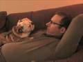 Kate the Bulldog