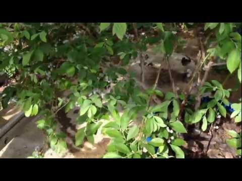 how to grow blueberries in houston tx