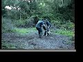 Alldogs Security Movie
