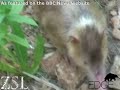 Solenodon: a Venomous Mammal Rediscovered!