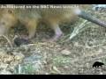 videos de Solenodon: a venomous mammal rediscovered!