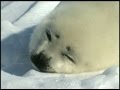 Magdalen Islands #2: Close encounters with Seals ...