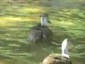 broken winged duck