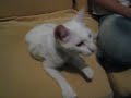 Darmowe filmy - 20070910~White Cat with Blue Eyes 20070910~White Cat with Blue Eyes