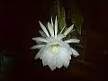 Time lapse-Night blooming cereus