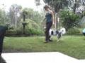 videos de Splash!- Starpet 2008