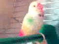 2 parots ??????? ? ?????????