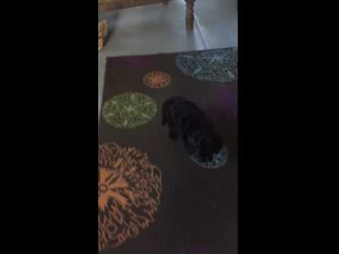 Chipper is full of energy and loves to play