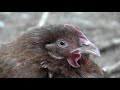Horror Chicken!
