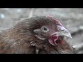 Horror Chicken!
