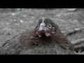 Horror Chicken!