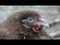 Horror-Chicken