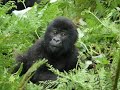 Gorillas in Rwanda Sandra Mos and Detlev Vreeken Gorillas in Rwanda Sandra Mos and Detlev Vreeken