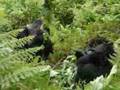 Gorillas in Rwanda Sandra Mos and Detlev Vreeken