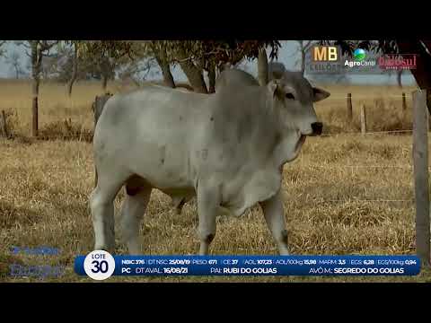 2 DE OLHO NA FAZENDA NELORE BIRIGUI