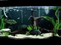 Aquario de carnivoros