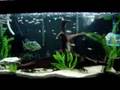 Aquario de carnivoros