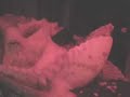 Octopus Opening a Jar: Part II Octopus Opening a Jar: Part II