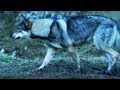 The Witcher 3 The Beginning Trailer