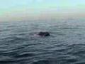 Humpback breaches and surface feeding