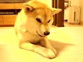 Click here to watch this video ガムを食べるマコ