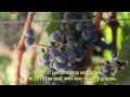 Inicio de vendimia 2012 en Concha y Toro / Begining of the 2012 Concha y Toro's vintage