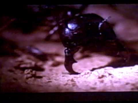 ANT WARS