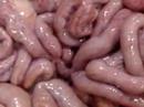 The Digestive System...And You!