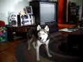 Shiloh