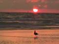 60 Second Sunset, Siesta Key, Sarasota, FL