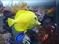 80 Gallon Reef Tank (one year old), with lots of soft corals and fishes.Animals list:Yellow tang, Blue tang, ocellaris clownfish, fire fish goby, diamond goby, Engineer Goby, mandarim goby, midas blenny, bicolor blenny, Melanuros Wrasse, Sixline Wrasse, Equetus Lanceolatus, Royal Gramma, Longnose Hawkfish, Bubble Tip Anemone. 
