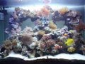 videos de 80 Gallon Reef Tank