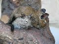 Krefelder Zoo - Degus