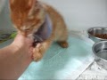 ★あ~喉乾いた ちびライオン 捨猫 仔猫 ネコの里親会 1月24日