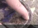 Hoof Building, Tips on Protecting and Building Sole Callous