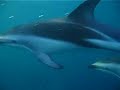 Dusk Sound Dolphins, Makara New Zealand