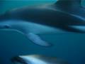 Dusk Sound Dolphins, Makara New Zealand